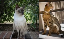 Tonkinese vs Ashera - Breed Comparison