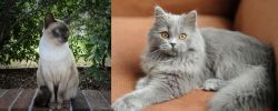 Tonkinese vs British Semi-Longhair - Breed Comparison