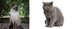 Tonkinese vs British Shorthair - Breed Comparison