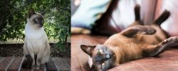 Tonkinese vs Burmese - Breed Comparison