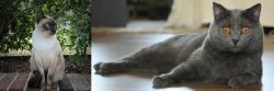 Tonkinese vs Chartreux - Breed Comparison
