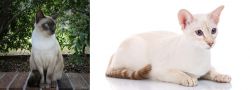 Tonkinese vs Colorpoint Shorthair - Breed Comparison