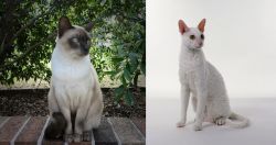 Tonkinese vs Cornish Rex - Breed Comparison