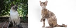 Tonkinese vs Devon Rex - Breed Comparison