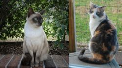Tonkinese vs Dilute Calico - Breed Comparison