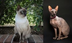 Tonkinese vs Don Sphynx - Breed Comparison