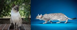 Tonkinese vs Egyptian Mau - Breed Comparison