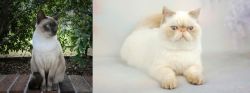 Tonkinese vs Exotic Shorthair - Breed Comparison