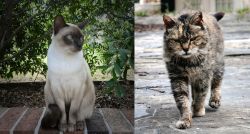 Tonkinese vs Farm Cat - Breed Comparison