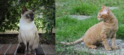 Tonkinese vs German Rex - Breed Comparison