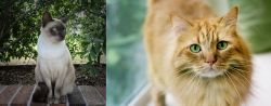 Tonkinese vs Ginger Tabby - Breed Comparison