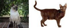 Tonkinese vs Havana Brown - Breed Comparison