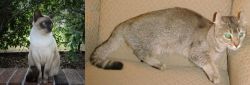 Tonkinese vs Jaguarundi Curl - Breed Comparison