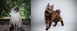 Tonkinese vs Japanese Bobtail - Breed Comparison