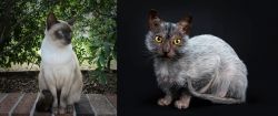 Tonkinese vs Lykoi - Breed Comparison