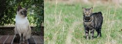 Tonkinese vs Manx - Breed Comparison