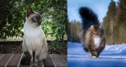 Tonkinese vs Norwegian Forest Cat - Breed Comparison