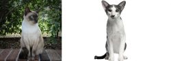 Tonkinese vs Oriental Bicolour - Breed Comparison