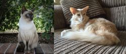 Tonkinese vs Oriental Longhair - Breed Comparison