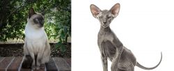 Tonkinese vs Peterbald - Breed Comparison