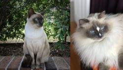 Tonkinese vs Ragdoll - Breed Comparison