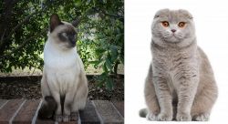 Tonkinese vs Scottish Fold - Breed Comparison