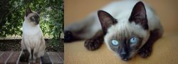 Tonkinese vs Siamese - Breed Comparison