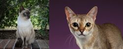 Tonkinese vs Singapura - Breed Comparison