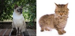 Tonkinese vs Skookum - Breed Comparison