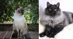 Tonkinese vs Smoke - Breed Comparison