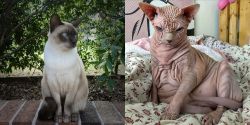 Tonkinese vs Sphynx - Breed Comparison