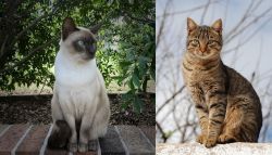 Tonkinese vs Tabby - Breed Comparison