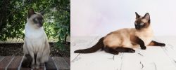 Tonkinese vs Thai - Breed Comparison
