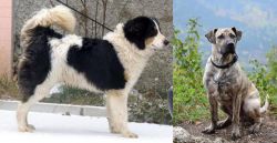 Tornjak vs Perro Cimarron - Breed Comparison