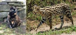 Tortoiseshell vs African Serval - Breed Comparison