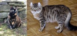 Tortoiseshell vs American Curl - Breed Comparison