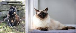 Tortoiseshell vs Balinese - Breed Comparison