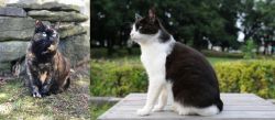 Tortoiseshell vs Bicolor - Breed Comparison