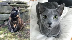 Tortoiseshell vs Blue Russian - Breed Comparison
