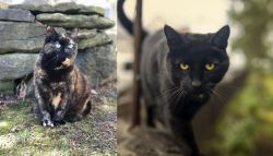 Tortoiseshell vs Bombay - Breed Comparison