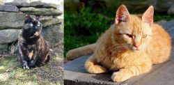Tortoiseshell vs Brazilian Shorthair - Breed Comparison