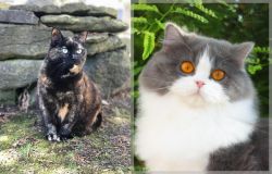 Tortoiseshell vs British Longhair - Breed Comparison