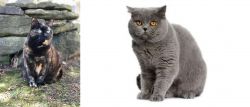 Tortoiseshell vs British Shorthair - Breed Comparison