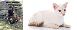 Tortoiseshell vs Colorpoint Shorthair - Breed Comparison