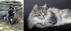 Tortoiseshell vs Domestic Longhaired Cat - Breed Comparison