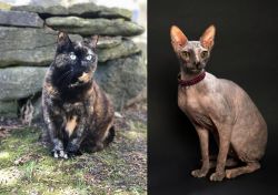 Tortoiseshell vs Don Sphynx - Breed Comparison