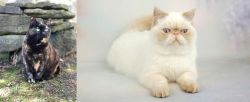 Tortoiseshell vs Exotic Shorthair - Breed Comparison