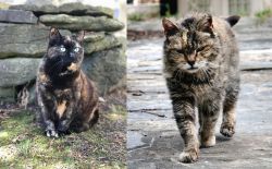 Tortoiseshell vs Farm Cat - Breed Comparison