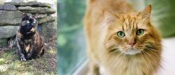 Tortoiseshell vs Ginger Tabby - Breed Comparison