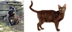 Tortoiseshell vs Havana Brown - Breed Comparison
